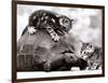 Two Young Kittens Playing with a Slow Moving Giant Tortoise, 1983-null-Framed Photographic Print