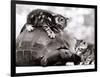 Two Young Kittens Playing with a Slow Moving Giant Tortoise, 1983-null-Framed Photographic Print