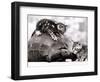 Two Young Kittens Playing with a Slow Moving Giant Tortoise, 1983-null-Framed Premium Photographic Print