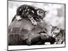 Two Young Kittens Playing with a Slow Moving Giant Tortoise, 1983-null-Mounted Premium Photographic Print