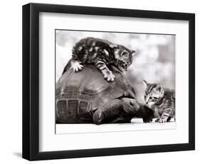 Two Young Kittens Playing with a Slow Moving Giant Tortoise, 1983-null-Framed Photographic Print