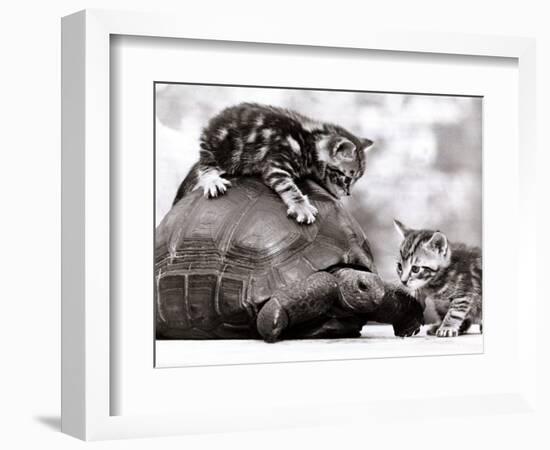 Two Young Kittens Playing with a Slow Moving Giant Tortoise, 1983-null-Framed Photographic Print