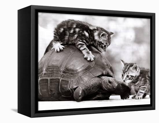 Two Young Kittens Playing with a Slow Moving Giant Tortoise, 1983-null-Framed Stretched Canvas