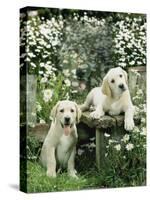 Two Young Labradors in a Daisy Field, UK-Jane Burton-Stretched Canvas