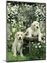 Two Young Labradors in a Daisy Field, UK-Jane Burton-Mounted Premium Photographic Print