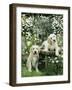 Two Young Labradors in a Daisy Field, UK-Jane Burton-Framed Photographic Print