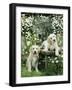 Two Young Labradors in a Daisy Field, UK-Jane Burton-Framed Photographic Print