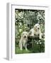 Two Young Labradors in a Daisy Field, UK-Jane Burton-Framed Photographic Print