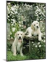 Two Young Labradors in a Daisy Field, UK-Jane Burton-Mounted Photographic Print