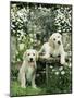 Two Young Labradors in a Daisy Field, UK-Jane Burton-Mounted Photographic Print