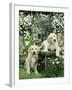 Two Young Labradors in a Daisy Field, UK-Jane Burton-Framed Photographic Print