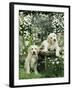 Two Young Labradors in a Daisy Field, UK-Jane Burton-Framed Photographic Print