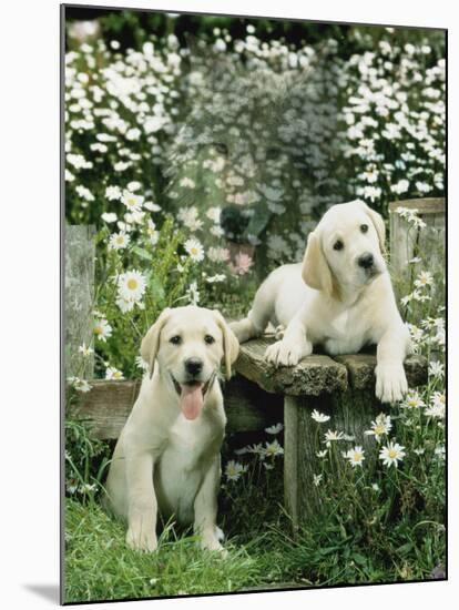 Two Young Labradors in a Daisy Field, UK-Jane Burton-Mounted Photographic Print
