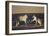 Two Young Lion (Panthera Leo) Playing-James Hager-Framed Photographic Print