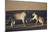 Two Young Lion (Panthera Leo) Playing-James Hager-Mounted Photographic Print