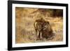 Two Young Males Rubbing Heads-null-Framed Photographic Print