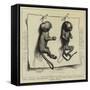 Two Young Marmozets, the First Ever Bred in Europe-null-Framed Stretched Canvas