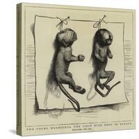 Two Young Marmozets, the First Ever Bred in Europe-null-Stretched Canvas