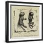 Two Young Marmozets, the First Ever Bred in Europe-null-Framed Giclee Print