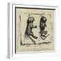 Two Young Marmozets, the First Ever Bred in Europe-null-Framed Giclee Print