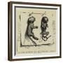 Two Young Marmozets, the First Ever Bred in Europe-null-Framed Giclee Print