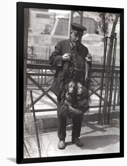 Two Young Orangutans Being Held Up by the Arms, by Keeper Rodwell, at London Zoo, April 1916-Frederick William Bond-Framed Photographic Print