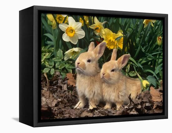 Two Young Palamino Domestic Rabbits, USA-Lynn M. Stone-Framed Stretched Canvas