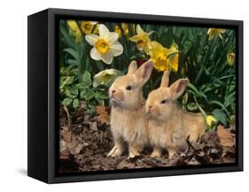 Two Young Palamino Domestic Rabbits, USA-Lynn M. Stone-Framed Stretched Canvas