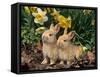 Two Young Palamino Domestic Rabbits, USA-Lynn M. Stone-Framed Stretched Canvas