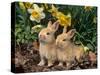 Two Young Palamino Domestic Rabbits, USA-Lynn M. Stone-Stretched Canvas