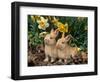 Two Young Palamino Domestic Rabbits, USA-Lynn M. Stone-Framed Premium Photographic Print