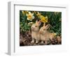 Two Young Palamino Domestic Rabbits, USA-Lynn M. Stone-Framed Premium Photographic Print