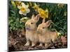 Two Young Palamino Domestic Rabbits, USA-Lynn M. Stone-Mounted Premium Photographic Print