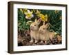 Two Young Palamino Domestic Rabbits, USA-Lynn M. Stone-Framed Photographic Print