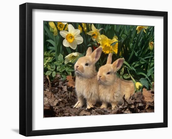 Two Young Palamino Domestic Rabbits, USA-Lynn M. Stone-Framed Photographic Print