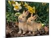 Two Young Palamino Domestic Rabbits, USA-Lynn M. Stone-Mounted Photographic Print