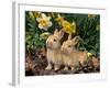 Two Young Palamino Domestic Rabbits, USA-Lynn M. Stone-Framed Photographic Print