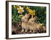 Two Young Palamino Domestic Rabbits, USA-Lynn M. Stone-Framed Photographic Print