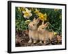 Two Young Palamino Domestic Rabbits, USA-Lynn M. Stone-Framed Photographic Print