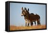 Two Young Wild Burro (Donkey) (Equus Asinus) (Equus Africanus Asinus) Playing-James Hager-Framed Stretched Canvas