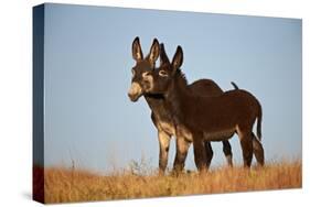Two Young Wild Burro (Donkey) (Equus Asinus) (Equus Africanus Asinus) Playing-James Hager-Stretched Canvas