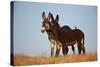 Two Young Wild Burro (Donkey) (Equus Asinus) (Equus Africanus Asinus) Playing-James Hager-Stretched Canvas