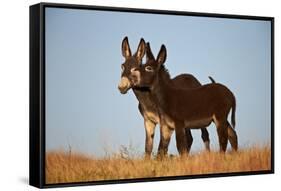 Two Young Wild Burro (Donkey) (Equus Asinus) (Equus Africanus Asinus) Playing-James Hager-Framed Stretched Canvas