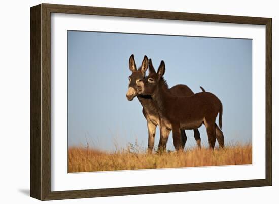 Two Young Wild Burro (Donkey) (Equus Asinus) (Equus Africanus Asinus) Playing-James Hager-Framed Photographic Print