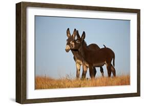 Two Young Wild Burro (Donkey) (Equus Asinus) (Equus Africanus Asinus) Playing-James Hager-Framed Photographic Print