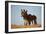 Two Young Wild Burro (Donkey) (Equus Asinus) (Equus Africanus Asinus) Playing-James Hager-Framed Photographic Print