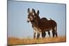 Two Young Wild Burro (Donkey) (Equus Asinus) (Equus Africanus Asinus) Playing-James Hager-Mounted Photographic Print