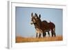 Two Young Wild Burro (Donkey) (Equus Asinus) (Equus Africanus Asinus) Playing-James Hager-Framed Photographic Print