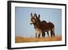 Two Young Wild Burro (Donkey) (Equus Asinus) (Equus Africanus Asinus) Playing-James Hager-Framed Photographic Print