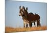 Two Young Wild Burro (Donkey) (Equus Asinus) (Equus Africanus Asinus) Playing-James Hager-Mounted Photographic Print